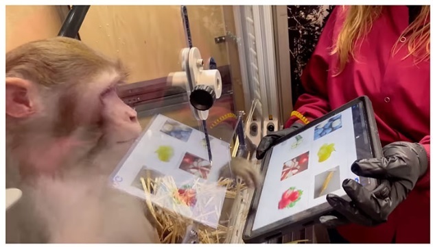 Американские регуляторы отклонили предложение Элона Маска о тестировании мозговых чипов на людях, сославшись на риски безопасности