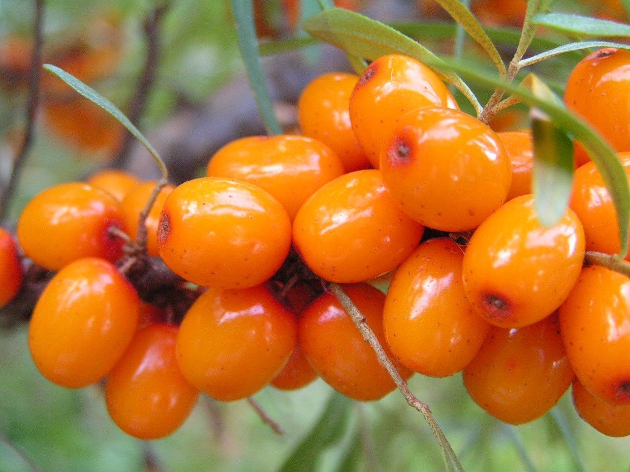 Это растение замедляет старение