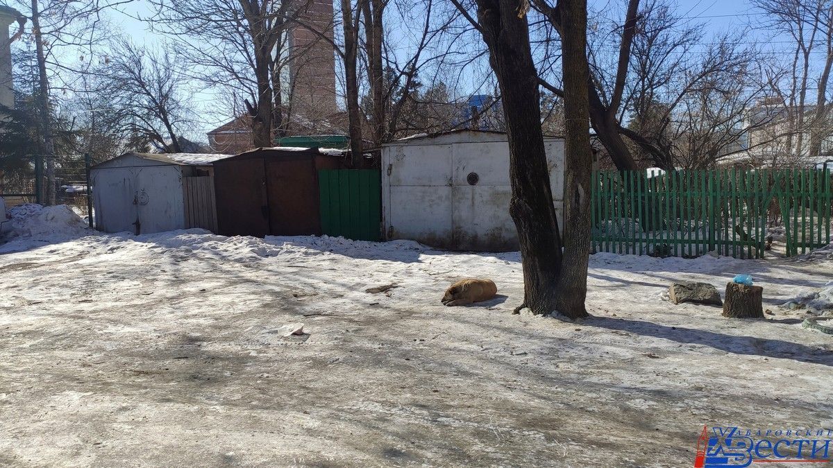 С начала года в Хабаровске отловили более 250 бездомных животных