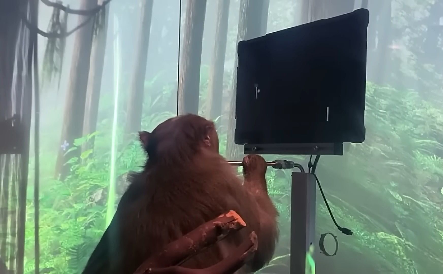 Илон Маск пообещал имплантировать чип в мозг человека