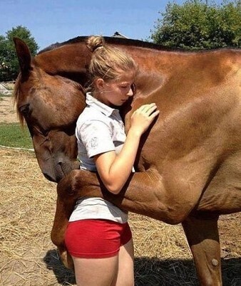 Трогательная история лошади-спасителя