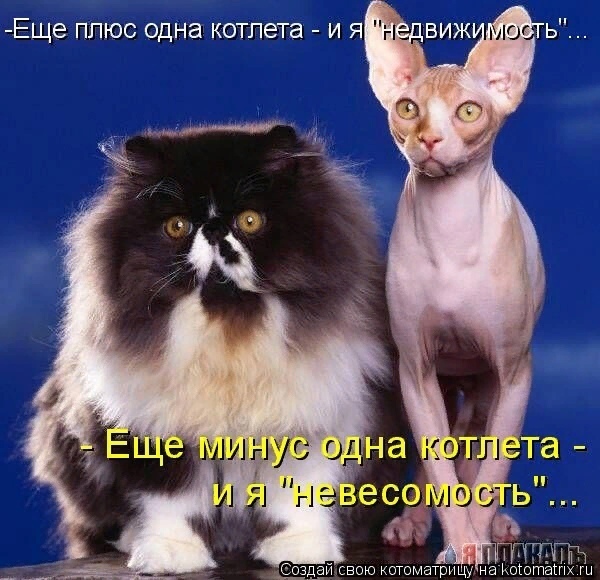 Мартовские коты, или весна идет, весне дорогу ( ч. 2)