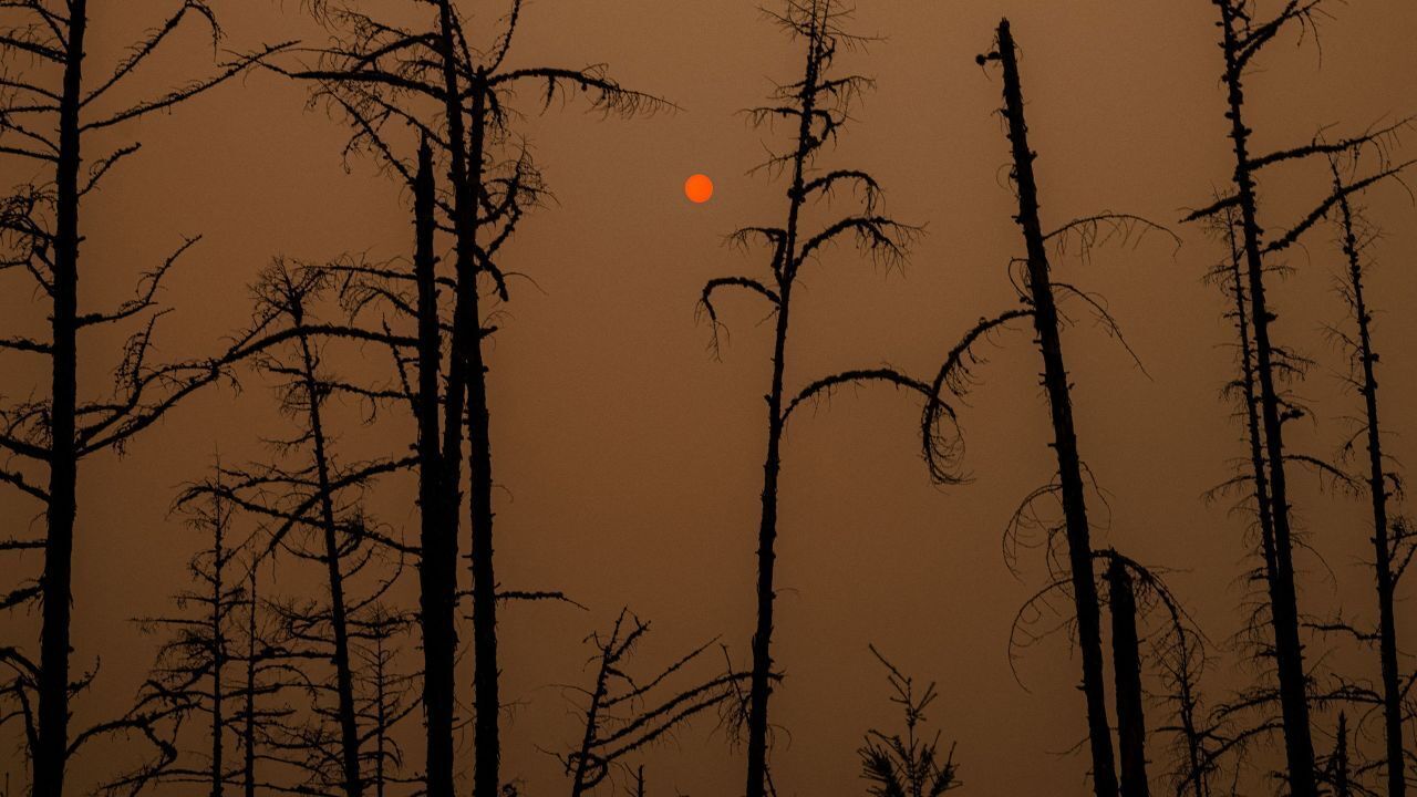Бореальные леса могут стать «бомбой замедленного действия»