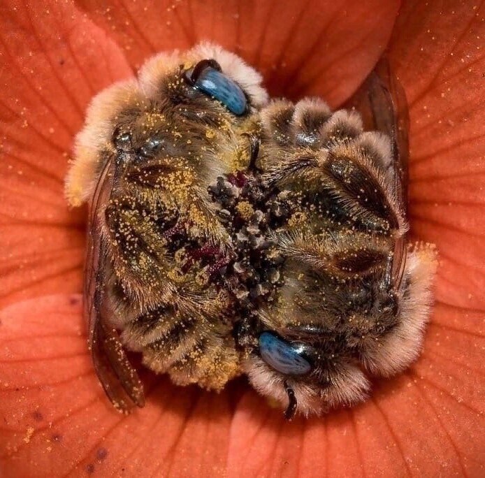 Сладкие трудяги