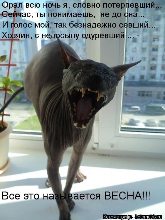 Мартовские коты, или весна идет, весне дорогу ( ч. 2)