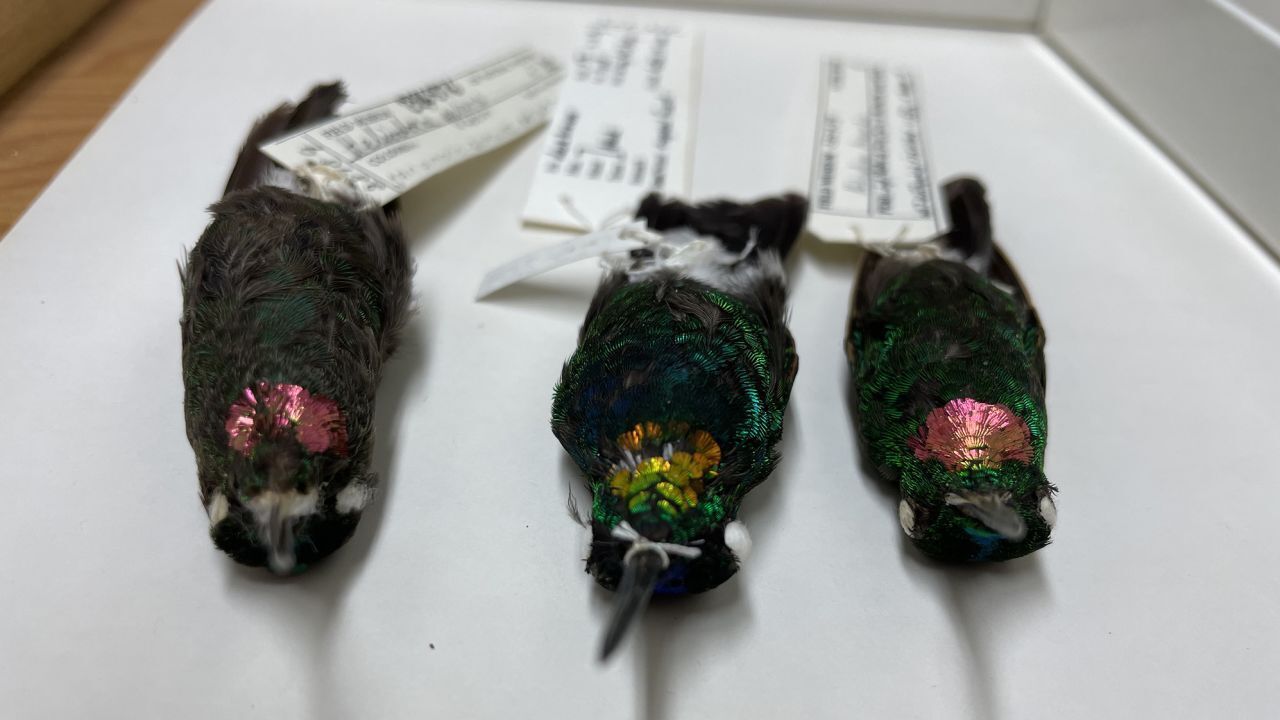 Недавно обнаруженная колибри выглядит так, будто на ней золотой ошейник