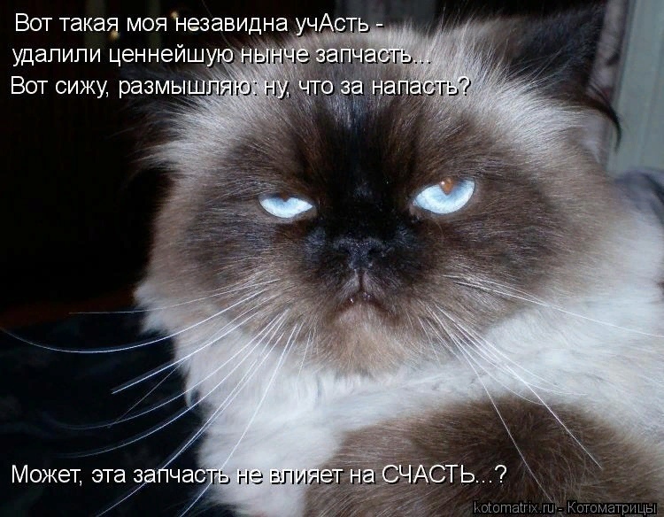 Мартовские коты, или весна идет, весне дорогу ( ч. 2)