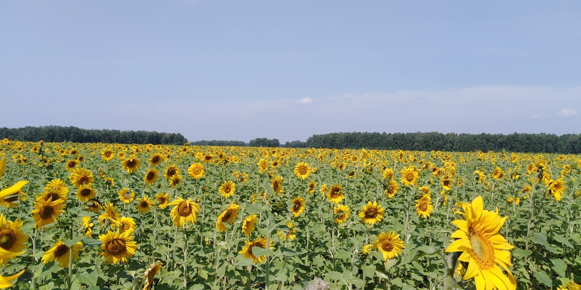 Как организовать свою пасеку