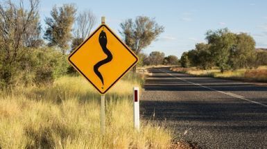 Что делать при укусе змеи?