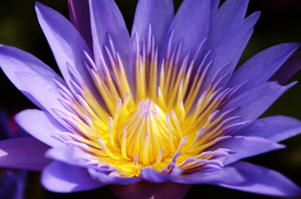 Виды голубых лилий.