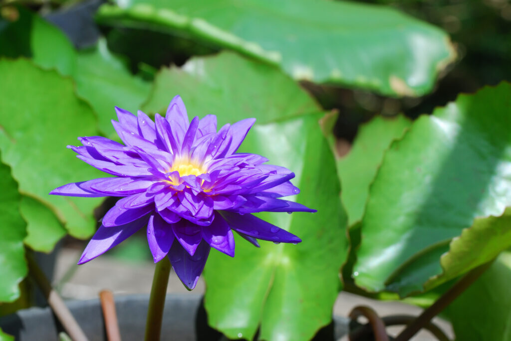 Виды голубых лилий.