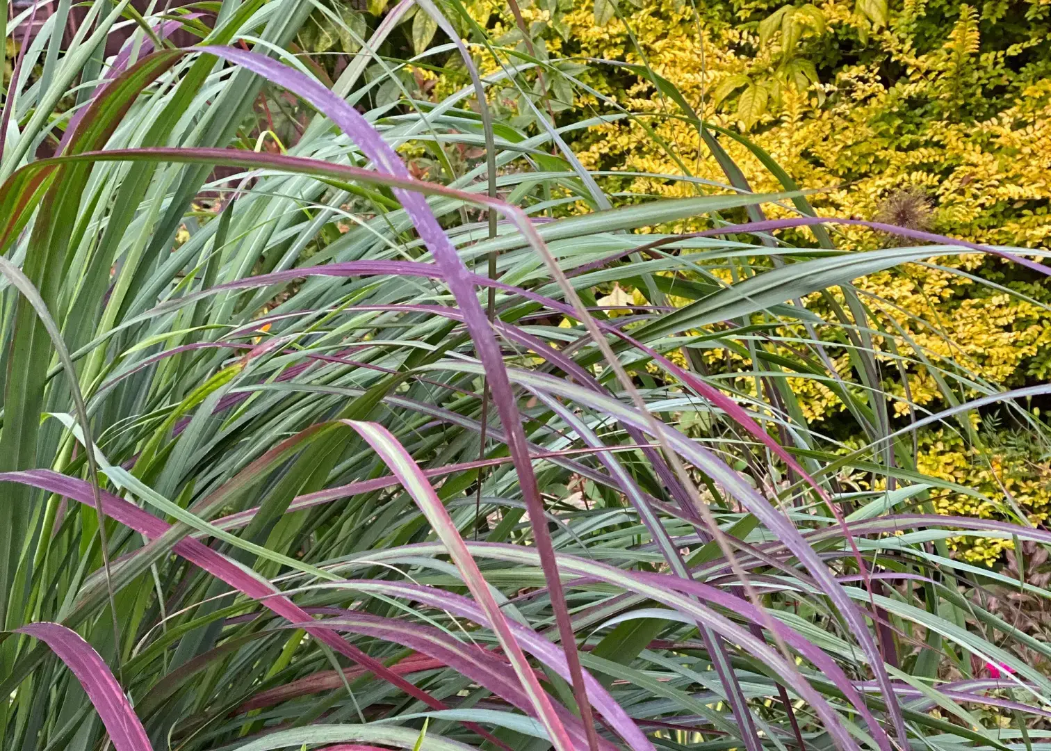 Есть причина, по которой эти тропические растения выглядят достаточно хорошо, чтобы их можно было есть