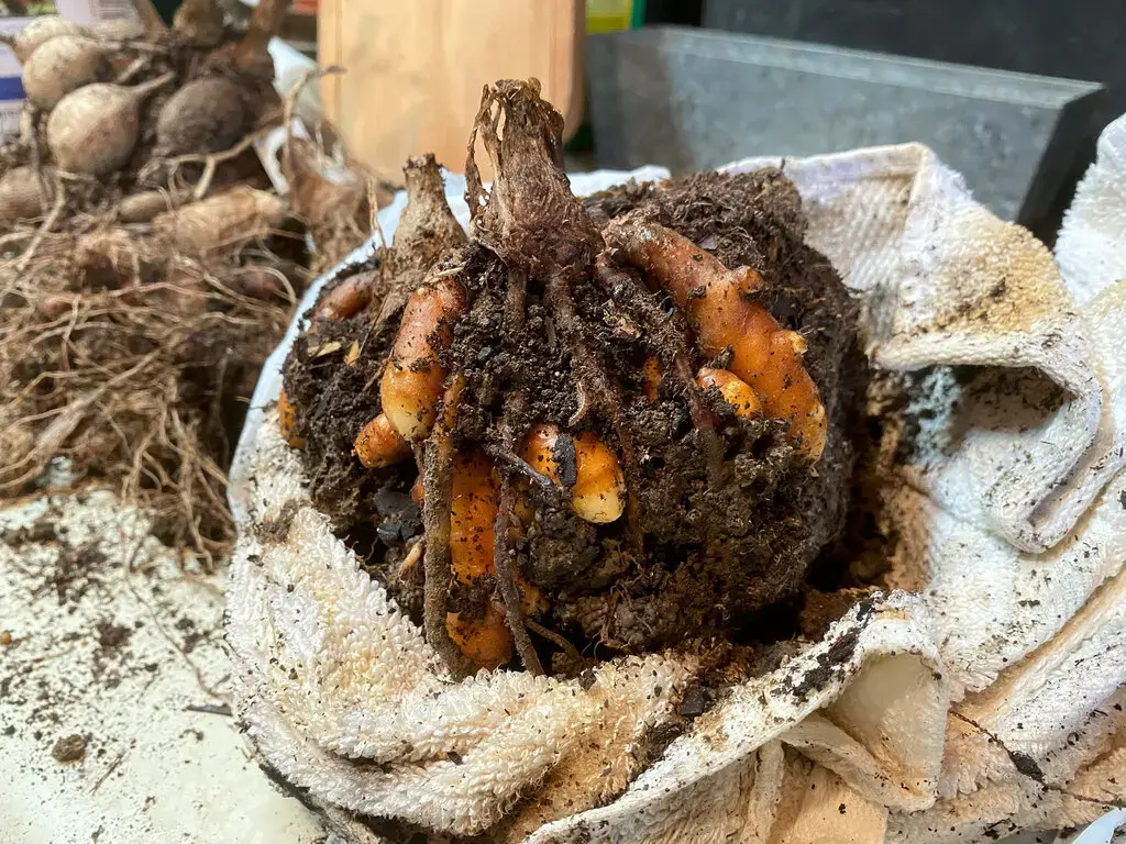 Есть причина, по которой эти тропические растения выглядят достаточно хорошо, чтобы их можно было есть