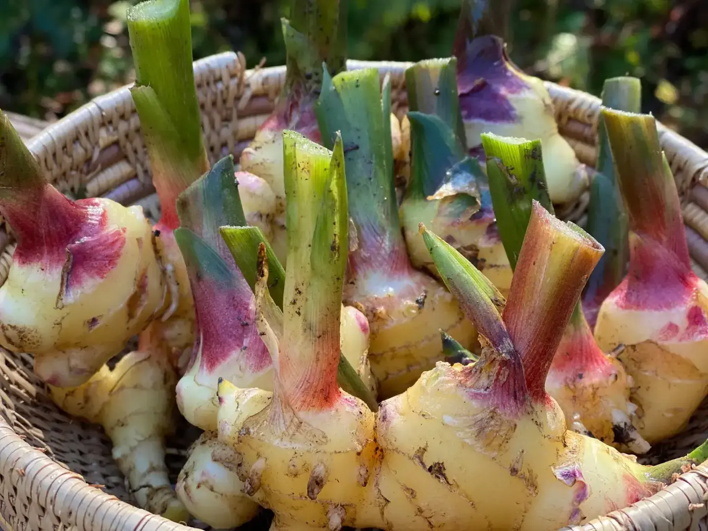 Есть причина, по которой эти тропические растения выглядят достаточно хорошо, чтобы их можно было есть