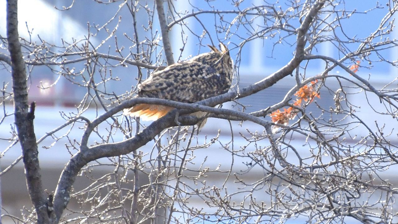 Сова Флако продолжает покорять сердца жителей Нью-Йорка