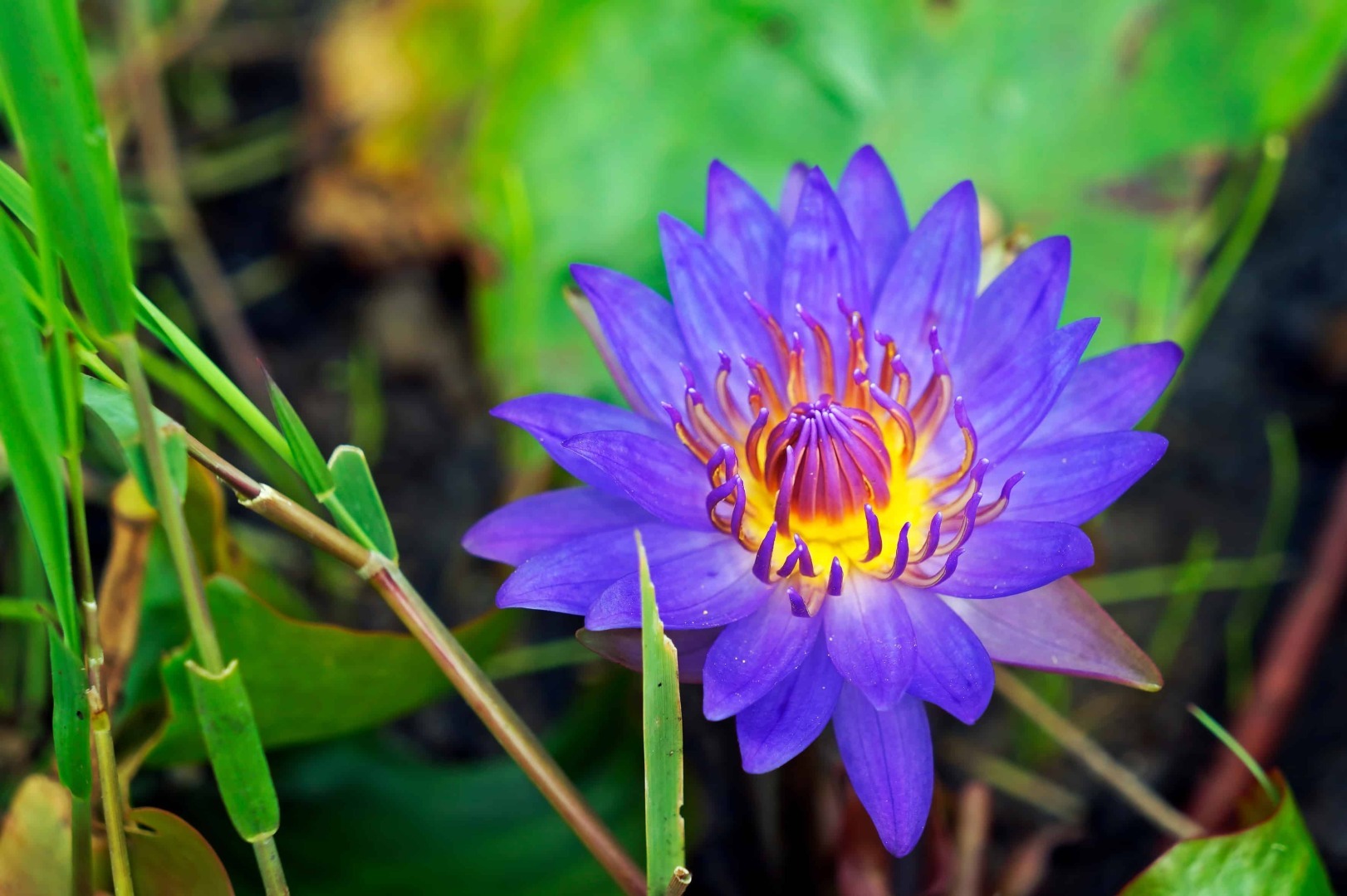 Виды голубых лилий.