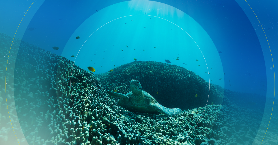 Договор ООН об открытом море наконец согласился защитить обширные участки океанов планеты.