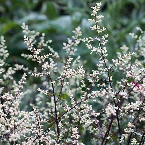 ВОТ ЧТО ТВОРИТ ПОЛЫНЬ! (Реальная Польза и Вред Полыни)