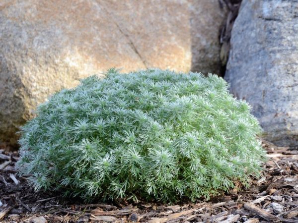 ВОТ ЧТО ТВОРИТ ПОЛЫНЬ! (Реальная Польза и Вред Полыни)