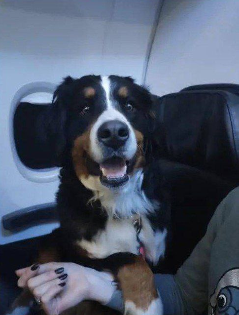 Как переезжали собаки спасатели в Турции после землетрясения.