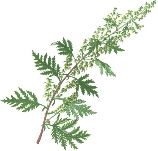 ВОТ ЧТО ТВОРИТ ПОЛЫНЬ! (Реальная Польза и Вред Полыни)