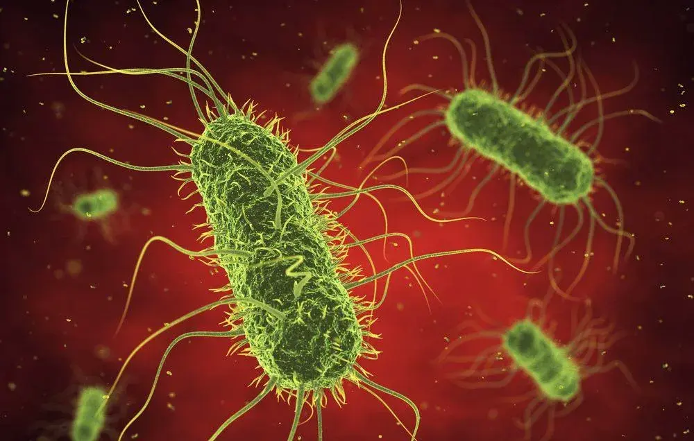 Ученые раскрыли тайну: как бактерии проникают в мозг, шокирующие подробности!