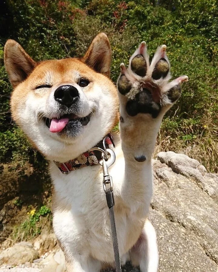 Дай пять: удивительная история происхождения праздничного жеста, который изменил спорт и не только.