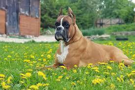 Топ 10 лучших пород собак !