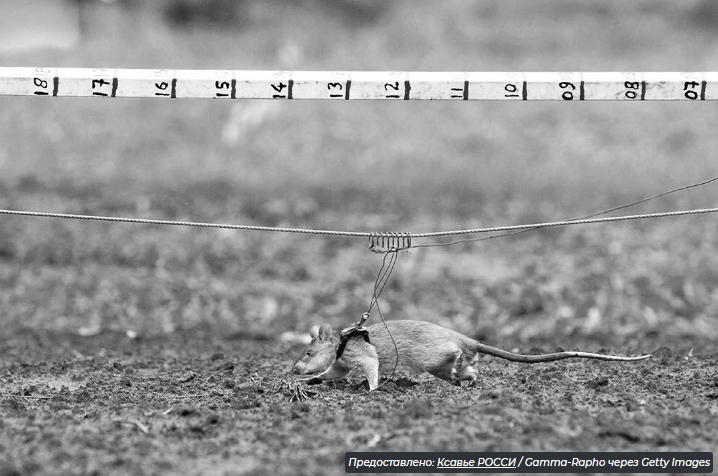 6 недооцененных фактов о крысах