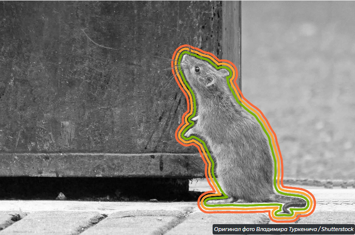 6 недооцененных фактов о крысах