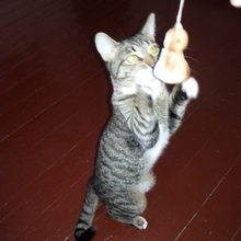 Елена, г. Москва