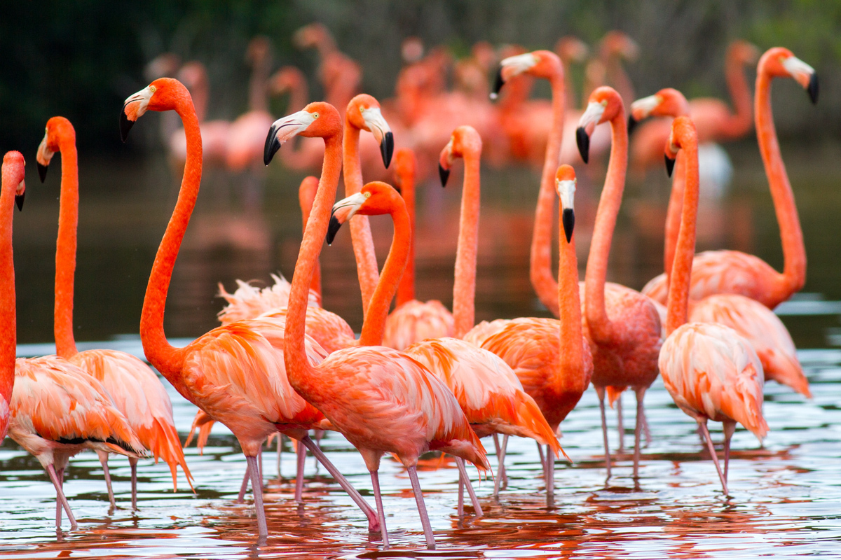 Удивительные факты о животных