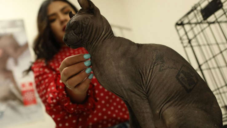 Татуировка животных признана видом издевательства