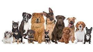 Топ 10 лучших пород собак !