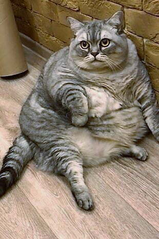 Хорошо ли то, что больше нет такого понятия, как толстый кот?