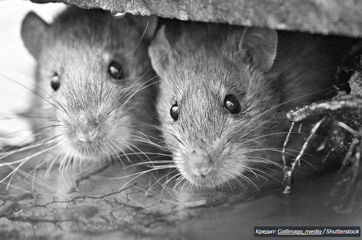 6 недооцененных фактов о крысах