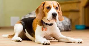 Топ 10 лучших пород собак !