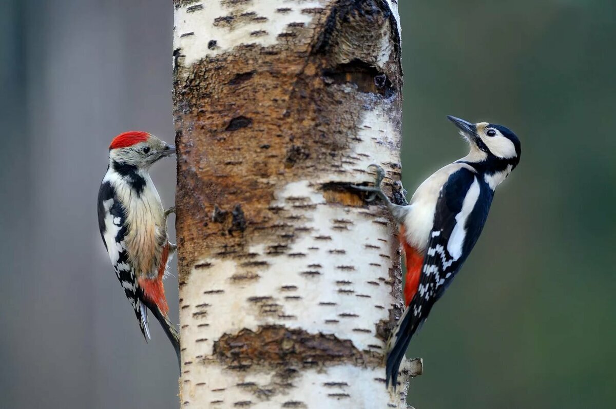 Удивительные факты о животных