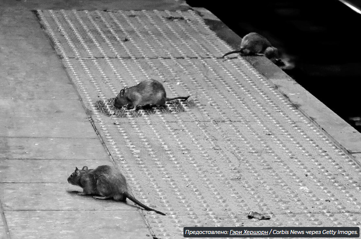 6 недооцененных фактов о крысах