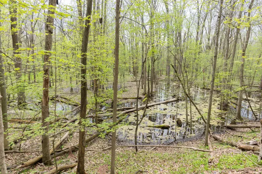 'Они не злые и не пытаются вас поймать': спасение меднобрюхой водяной змеи
