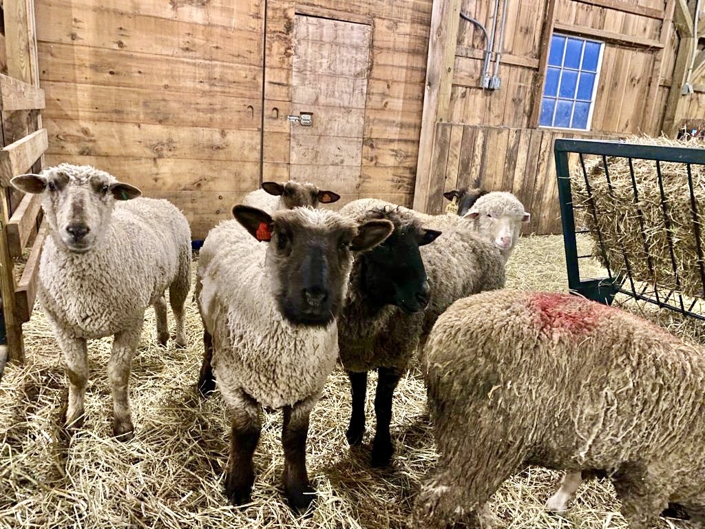 WAN беседует с Майком Стурой, основателем приюта для животных Skylands, о спасении 7 овец, избежавших забоя в Нью-Джерси