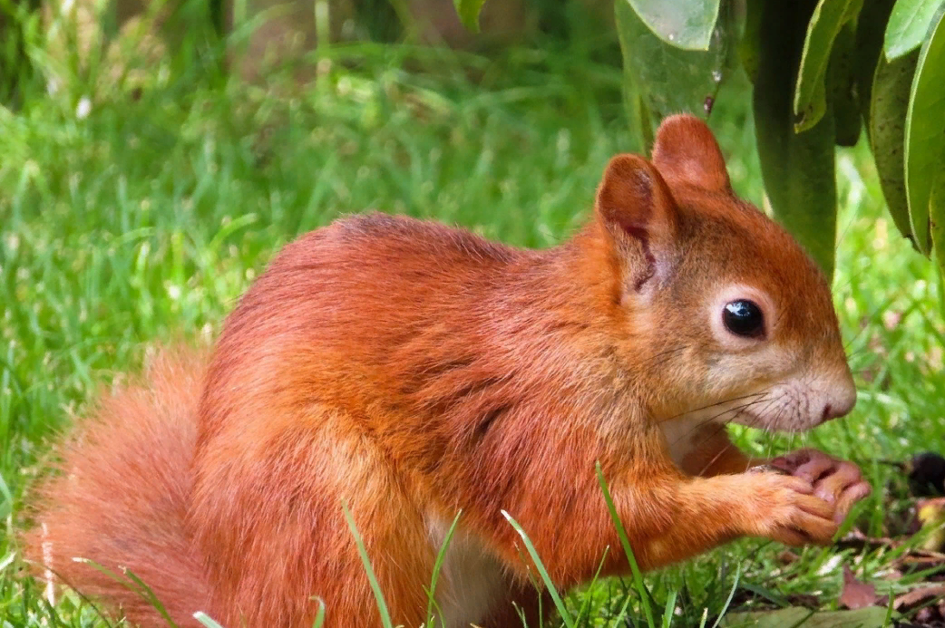 Англичане скоро начнут геноцид серых белок употребляя их в пищу