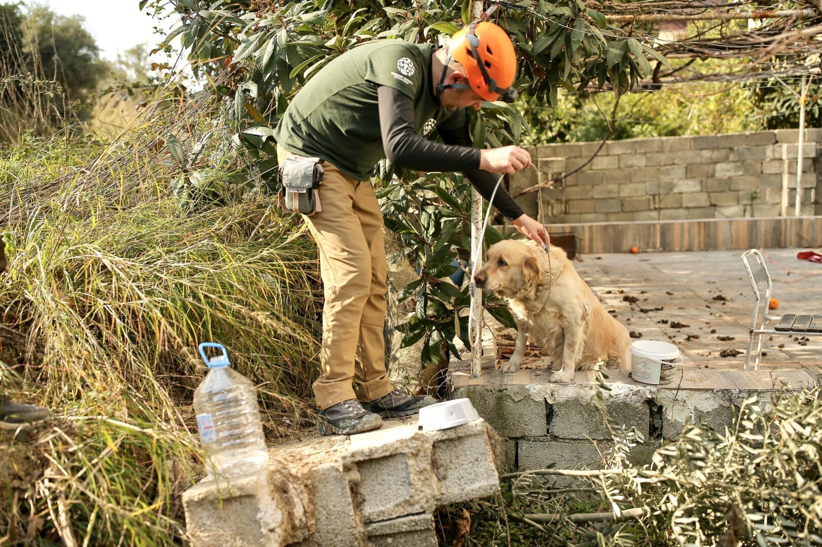Надежда еще жива: в Турции после разрушительного землетрясения спасено более 1500 животных