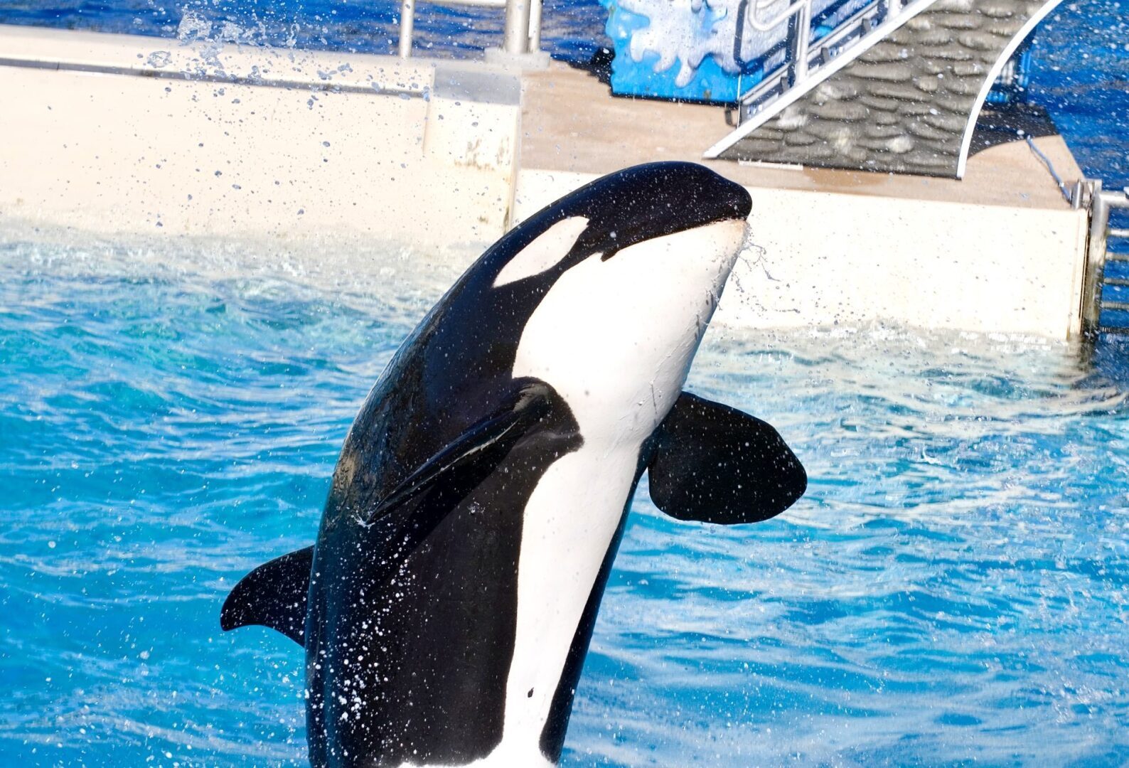 Новый отчет Всемирной организации защиты животных показывает, что Groupon и Trip.com входят в число туристических компаний, продолжающих рекламировать