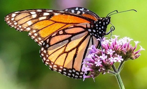 Миграция бабочки-монарха.