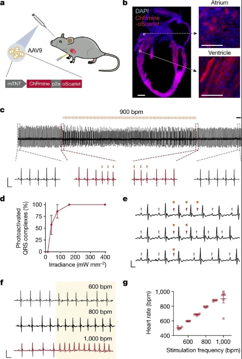 Исследователи оптически вызывают тахикардию, усиливающую тревожно-подобное поведение