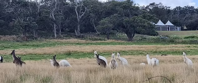 Редкая стая кенгуру-альбиносов собралась в заповеднике дикой природы: «Ого, обычно больше одного не увидишь»
