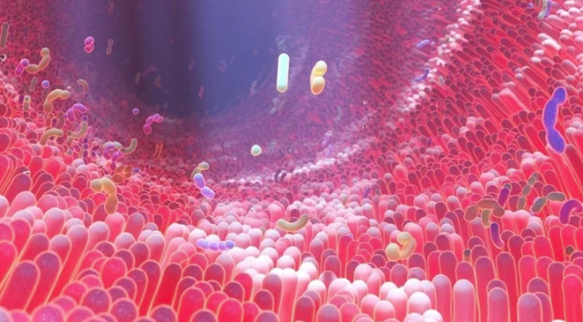 Приводят ли сезонные изменения типов пищи к изменениям в составе и структуре микробиоты кишечника?