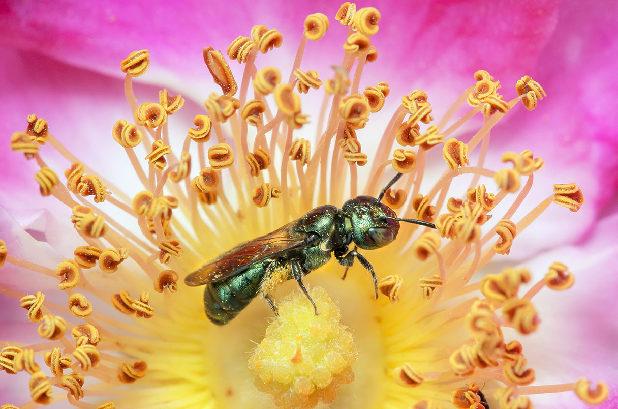 Численность пчел и бабочек снижается даже в нетронутых лесах