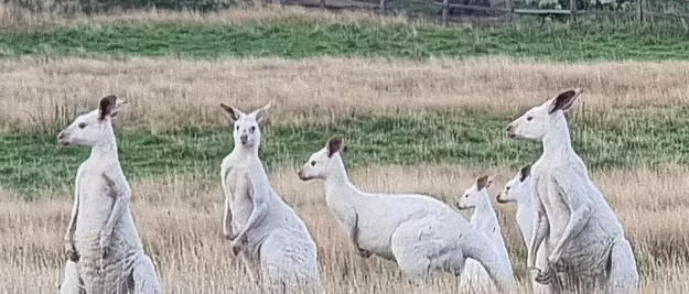 Редкая стая кенгуру-альбиносов собралась в заповеднике дикой природы: «Ого, обычно больше одного не увидишь»